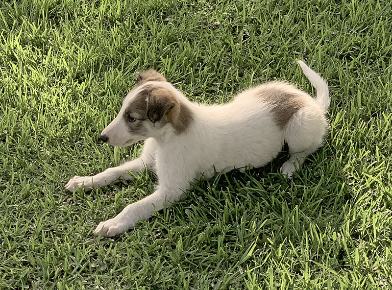 Magic - infinity 7 weeks