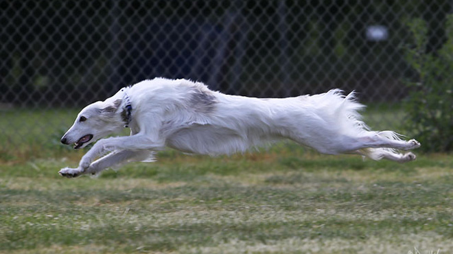 Storm stretching legs at Silkenfest 2011