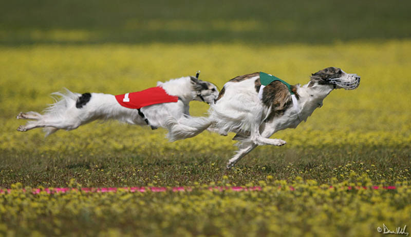 Isis and Phoenix racing