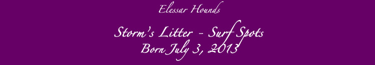 Elessar Surf Spots Litter title